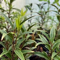 Sarcococca hookeriana (humilis) var. dignya